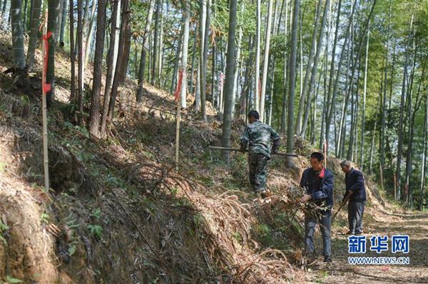 保護無名豐碑——福建武夷山張山頭紅軍墓群