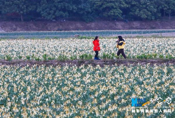 漳州：節(jié)氣里的花田,，藏著最美樂章