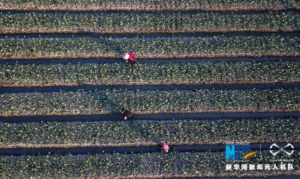 漳州：節(jié)氣里的花田，藏著最美樂章