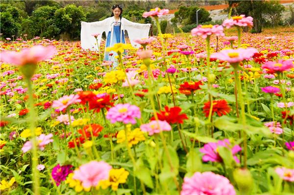 石獅：花海谷“百日菊”爭相斗艷迎客來