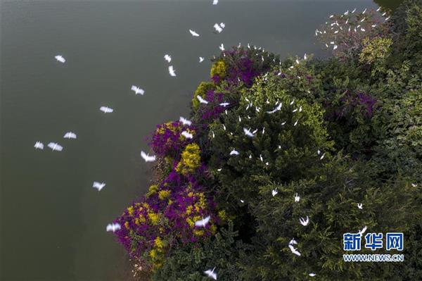 漳州：生態(tài)碧湖鳥翩飛