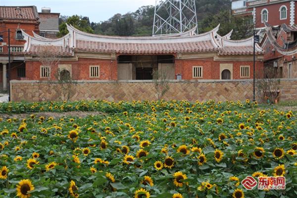 石獅華山村：古厝煥新顏