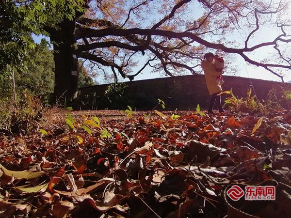 德化桂陽鄉(xiāng)：古楓香紅艷艷