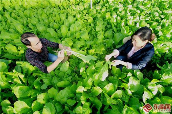 福建順昌：“嵐下蔬菜”端上港深居民餐桌