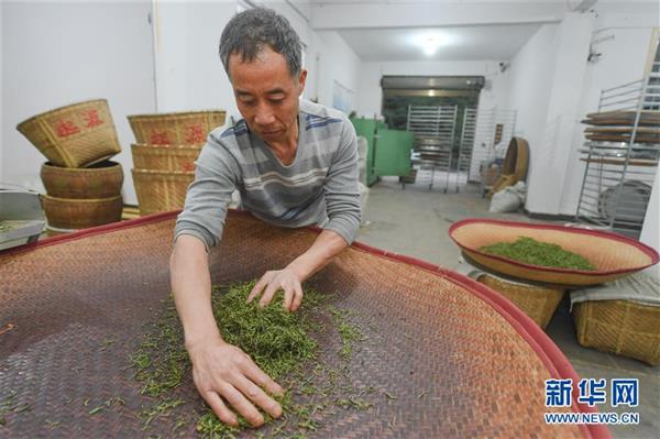 武夷山：金駿眉開采　制茶忙