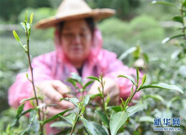 武夷山：金駿眉開采　制茶忙