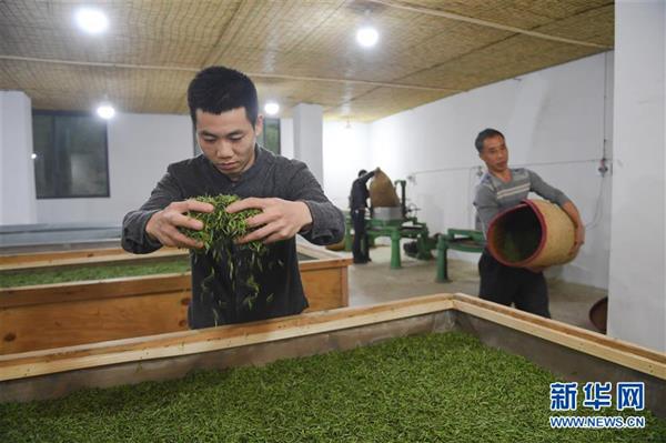 武夷山：金駿眉開采　制茶忙