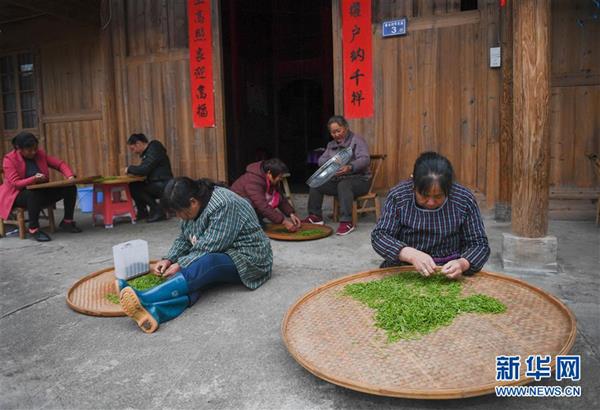 武夷山：金駿眉開采　制茶忙