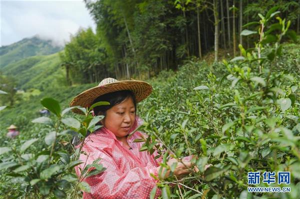 武夷山：金駿眉開采　制茶忙