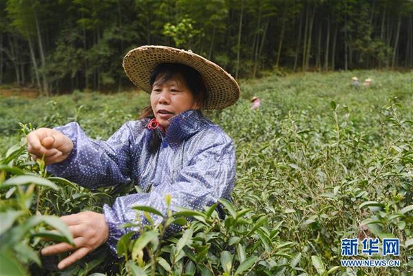 武夷山：金駿眉開采　制茶忙