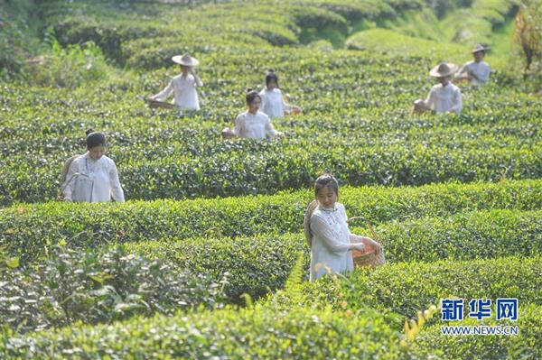 武夷山：采茶體驗游