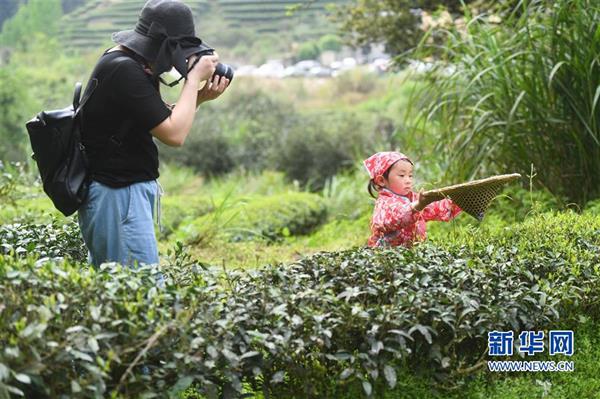 武夷山：采茶體驗游