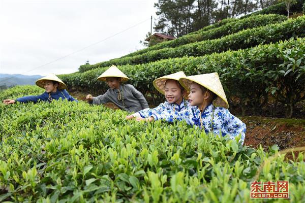 武平綠茶：茶旅融合帶動(dòng)品牌升級(jí)