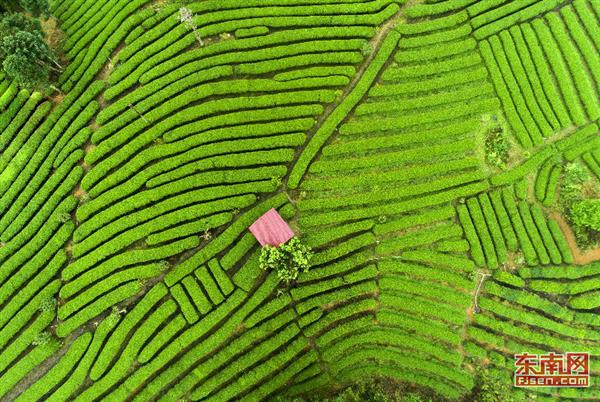 武平綠茶：茶旅融合帶動(dòng)品牌升級(jí)