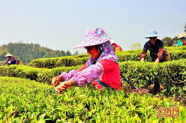 武平綠茶：茶旅融合帶動(dòng)品牌升級(jí)