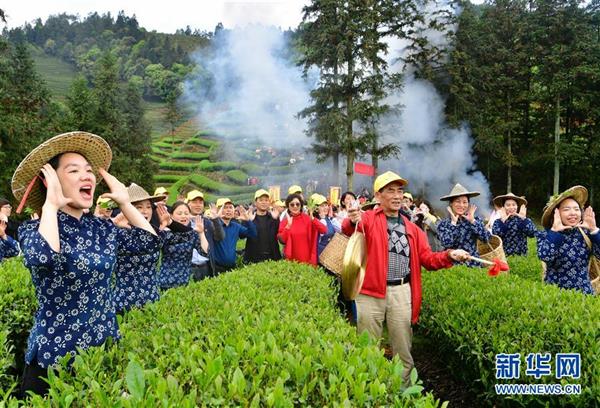 武夷山：生態(tài)茶園 祭茶喊山