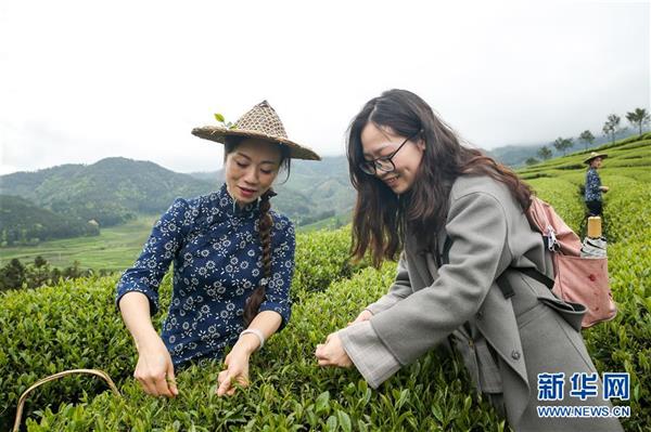 武夷山：生態(tài)茶園 祭茶喊山