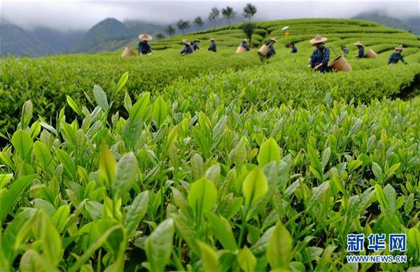 武夷山：生態(tài)茶園 祭茶喊山