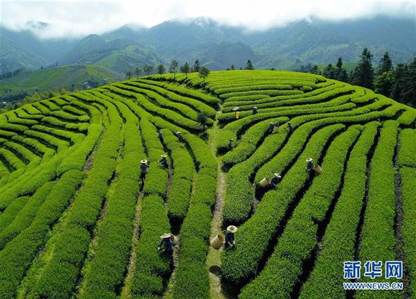 武夷山：生態(tài)茶園 祭茶喊山