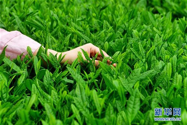 武夷山：生態(tài)茶園 祭茶喊山