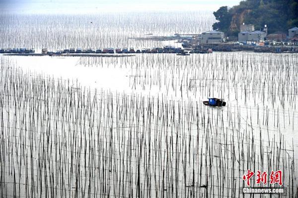 探訪霞浦美麗漁村　石厝與海上養(yǎng)殖構(gòu)成天然畫