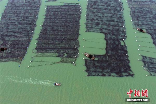 福建霞浦“海上牧場”迎來海帶收獲季