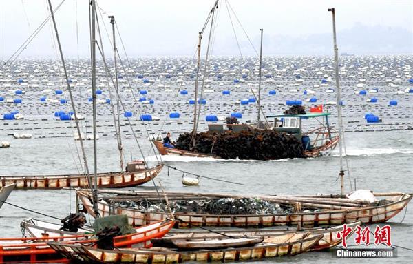 福建霞浦“海上牧場”迎來海帶收獲季