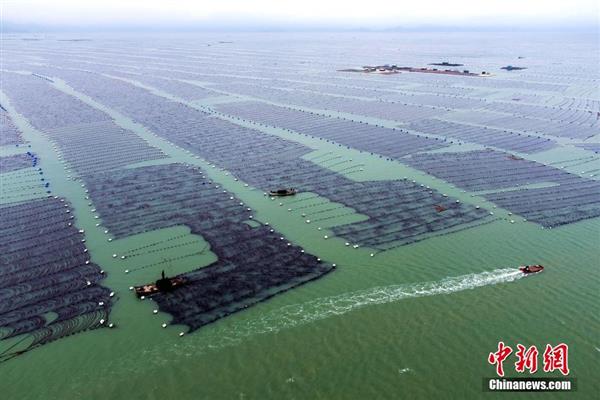 福建霞浦“海上牧場”迎來海帶收獲季