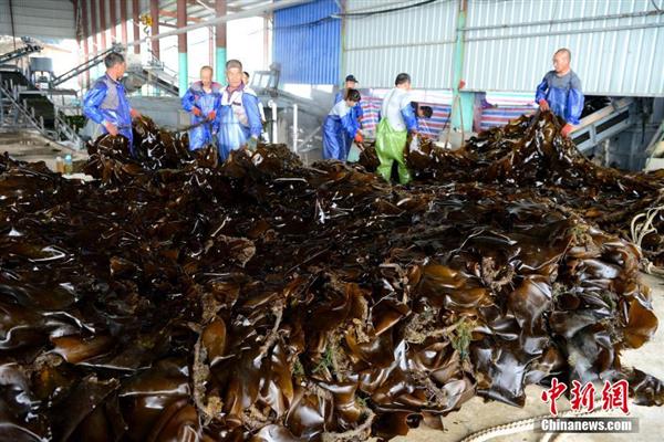 福建霞浦“海上牧場”迎來海帶收獲季