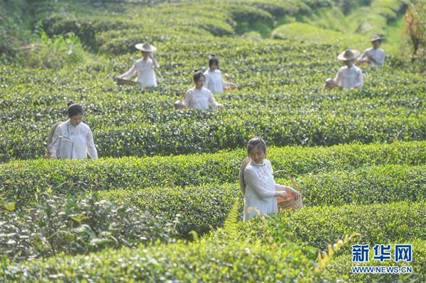 福建武夷山：采茶體驗游