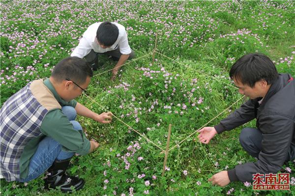 光澤紫云英：知否，應(yīng)是綠肥再“紅”時