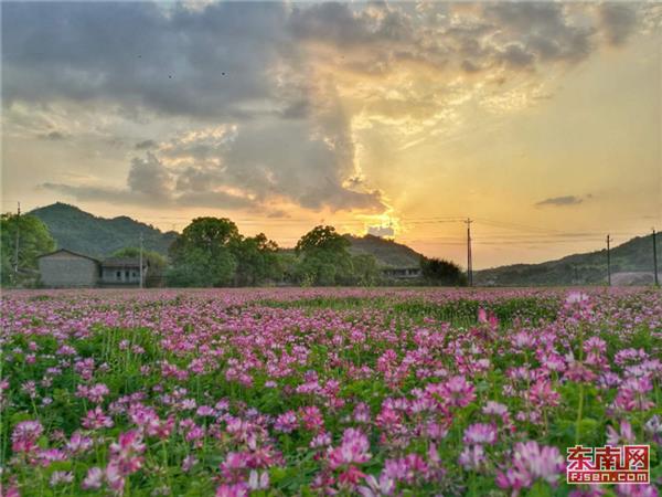 光澤紫云英：知否,，應(yīng)是綠肥再“紅”時