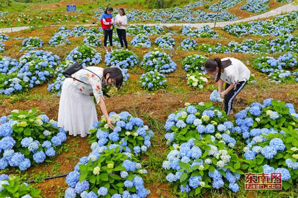 永春縣呈祥村：繡球花開引客來(lái)