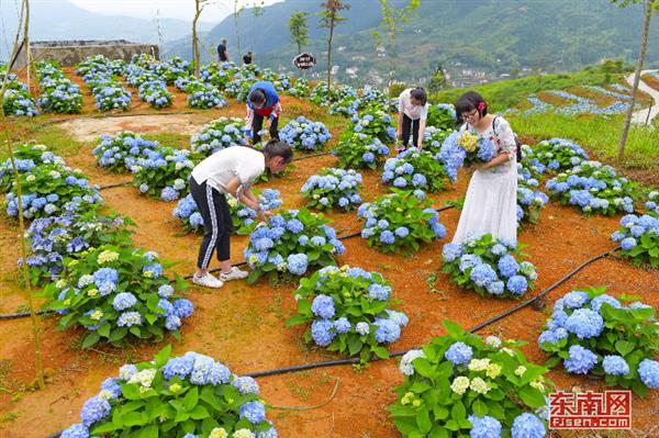 永春縣呈祥村：繡球花開引客來(lái)