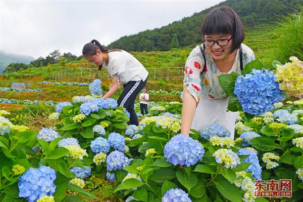 永春縣呈祥村：繡球花開引客來(lái)