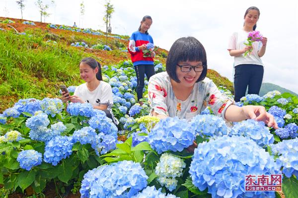 永春縣呈祥村：繡球花開引客來(lái)