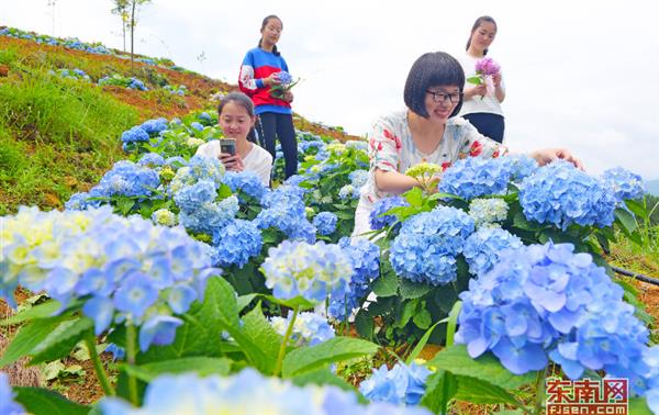 永春縣呈祥村：繡球花開引客來(lái)