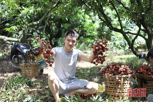 詔安后港：荔枝紅了　果農(nóng)笑了