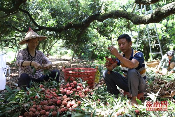 詔安后港：荔枝紅了　果農(nóng)笑了