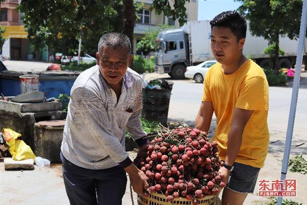 詔安后港：荔枝紅了　果農(nóng)笑了