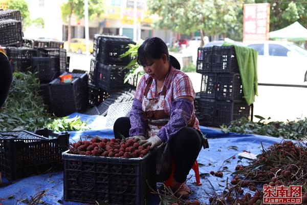 詔安后港：荔枝紅了　果農(nóng)笑了