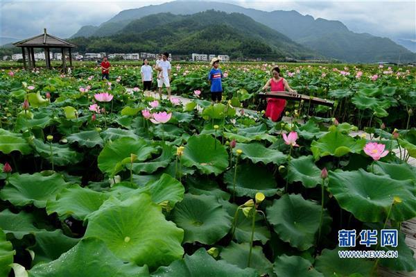 福建武夷山：萬(wàn)畝荷塘荷花爭(zhēng)艷