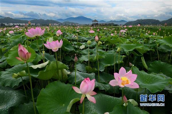 福建武夷山：萬(wàn)畝荷塘荷花爭(zhēng)艷