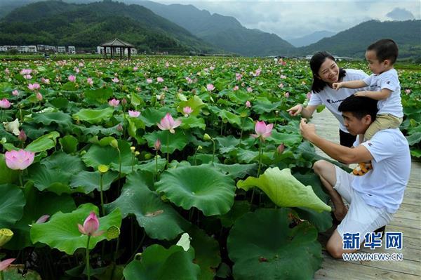 福建武夷山：萬(wàn)畝荷塘荷花爭(zhēng)艷