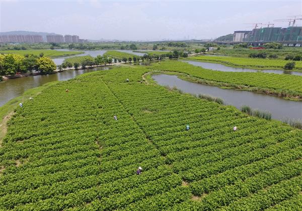 福州：茉莉飄香采摘忙