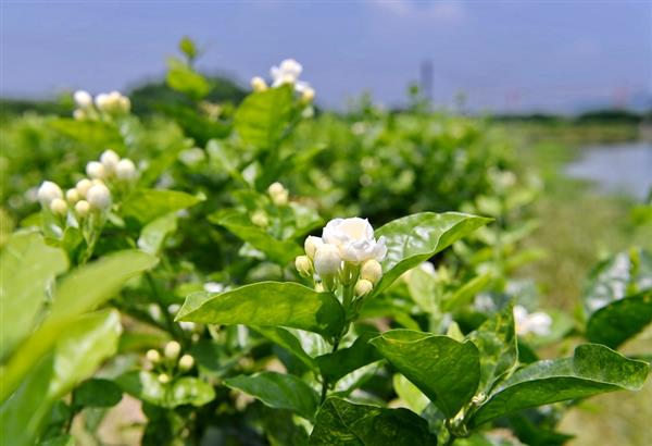 福州：茉莉飄香采摘忙