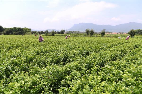 福州：茉莉飄香采摘忙