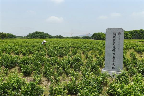 福州：茉莉飄香采摘忙