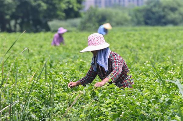 福州：茉莉飄香采摘忙