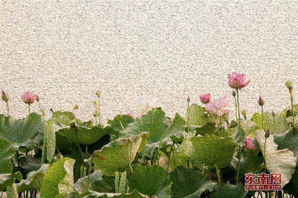 映日蓮花別樣紅